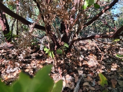Arctostaphylos andersonii