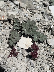 Cymopterus rosei