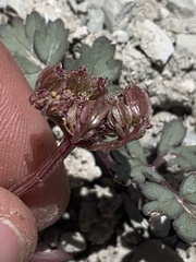 Cymopterus rosei