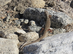 Elgaria multicarinata webbii