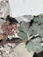 Cymopterus rosei