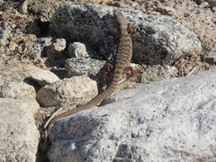 Elgaria multicarinata webbii