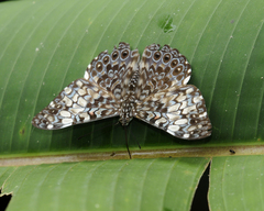 Hamadryas fornax