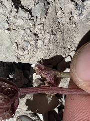 Cymopterus rosei