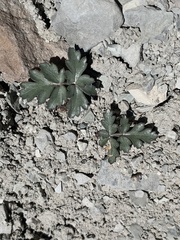 Cymopterus rosei