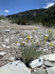 Eriogonum brevicaule laxifolium
