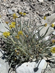 Eriogonum brevicaule laxifolium
