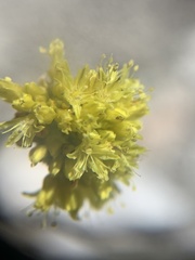 Eriogonum brevicaule laxifolium