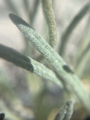 Eriogonum brevicaule laxifolium