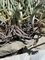 Eriogonum brevicaule laxifolium