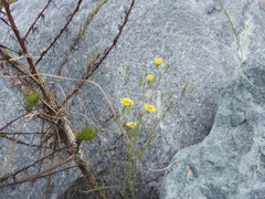 Ixeris tamagawaensis