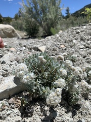 Ipomopsis congesta goodrichii