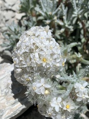 Ipomopsis congesta goodrichii