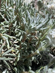 Ipomopsis congesta goodrichii