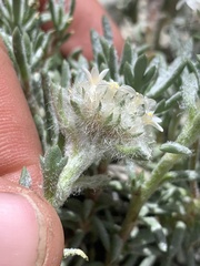 Ipomopsis congesta goodrichii