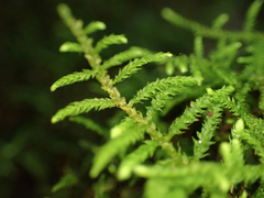 Claopodium bolanderi