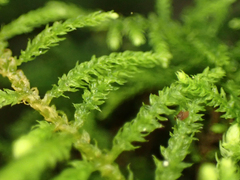 Claopodium bolanderi