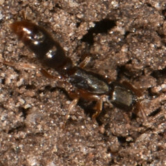 Ponera pennsylvanica