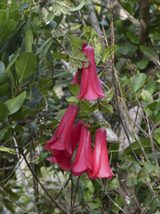 Lapageria rosea