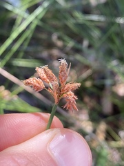 Fimbristylis ferruginea