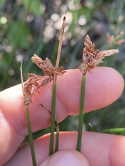 Fimbristylis ferruginea