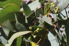 Eucalyptus crebra
