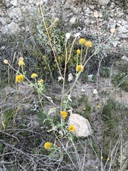 Verbesina encelioides