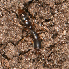 Ponera pennsylvanica