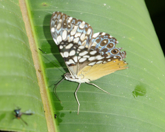 Hamadryas fornax