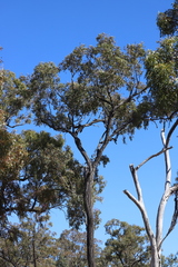 Eucalyptus crebra