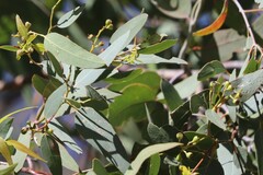 Eucalyptus crebra