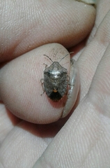 Dryadocoris apicalis