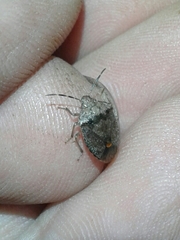 Dryadocoris apicalis