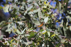 Eucalyptus crebra