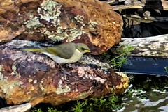 Ptilotula fusca