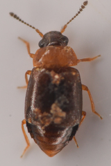 Proteinus