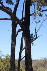 Eucalyptus crebra
