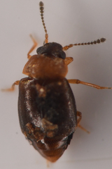 Proteinus