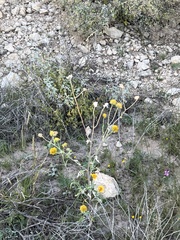 Verbesina encelioides