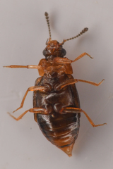Proteinus