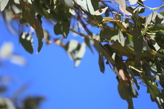 Eucalyptus crebra