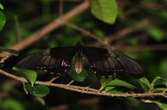 Heraclides anchisiades capys