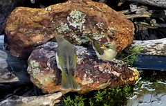 Ptilotula fusca