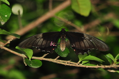 Heraclides anchisiades capys