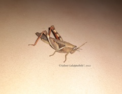 Catantopinae