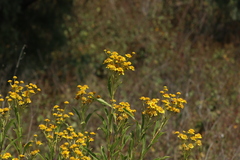 Verbesina virgata