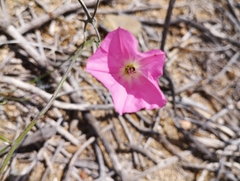 Convolvulus chilensis