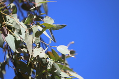 Eucalyptus crebra