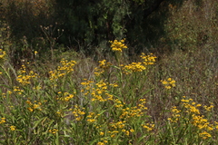 Verbesina virgata