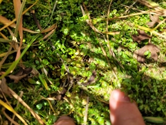 Callitriche stagnalis